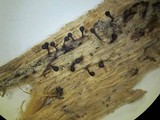 Trichia botrytis var. botrytis image