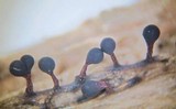 Trichia botrytis var. botrytis image