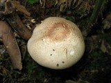 Agaricus pocillator image