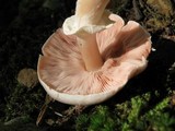 Agaricus pocillator image