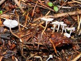 Strobilurus trullisatus image