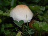Agaricus arvensis image