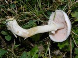 Agaricus arvensis image