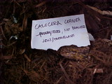 Calocera cornea image