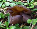 Otidea mirabilis image