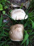 Pluteus petasatus image