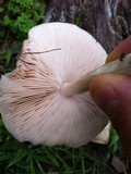 Pluteus petasatus image