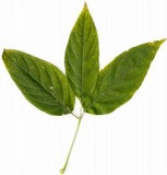 Hypsizygus ulmarius image