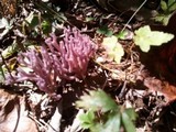 Clavaria zollingeri image