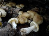 Lyophyllum decastes image