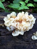 Gloeotromera alba image