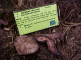 Fistulina hepatica image