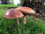 Leccinum scabrum f. scabrum image