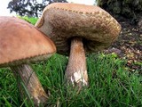 Leccinum scabrum f. scabrum image