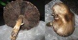 Agaricus californicus image