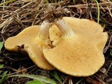 Suillus kaibabensis image