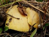 Suillus kaibabensis image