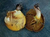 Suillus kaibabensis image