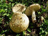 Amanita sect. Vaginatae image