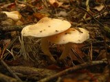 Hygrophorus pudorinus image