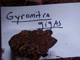Gyromitra montana image