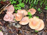 Gymnopus peronatus image