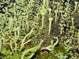 Cladonia carneola image