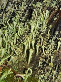 Cladonia carneola image