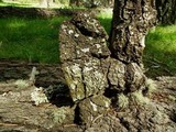 Echinodontium tinctorium image