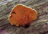 Pseudomerulius curtisii image
