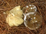 Ampulloclitocybe clavipes image