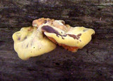 Pseudomerulius curtisii image