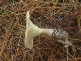 Ampulloclitocybe clavipes image
