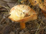 Lactarius thyinos image