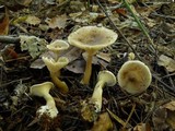 Ampulloclitocybe clavipes image