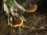 Gloeophyllum sepiarium image