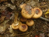 Armillaria solidipes image