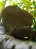 Polyporus brumalis image