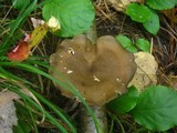 Polyporus brumalis image