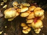 Pholiota alnicola image