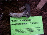 Helvella maculata image