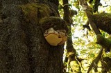 Fomitopsis officinalis image