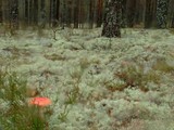 Amanita muscaria var. muscaria image