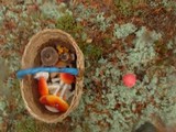 Amanita muscaria var. muscaria image