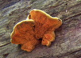 Pseudomerulius curtisii image