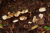 Crepidotus applanatus image