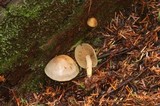 Gymnopilus punctifolius image