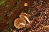 Gymnopilus punctifolius image