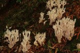 Clavulina coralloides image