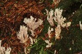 Clavulina coralloides image